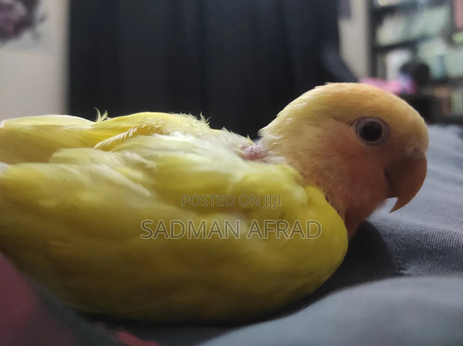 Lutino Red Head Lovebird