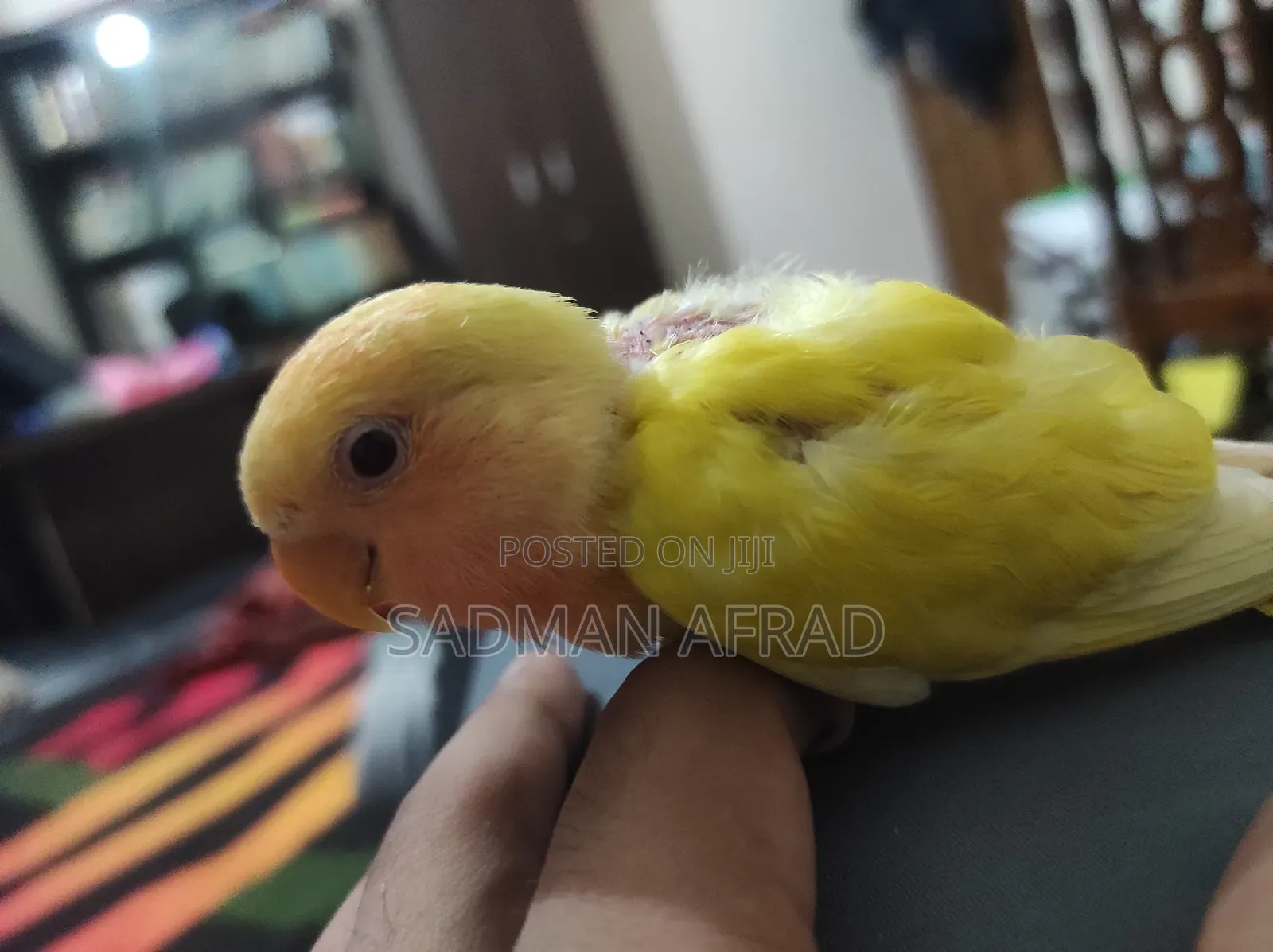 Lutino Red Head Lovebird