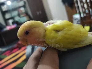 Lutino Red Head Lovebird