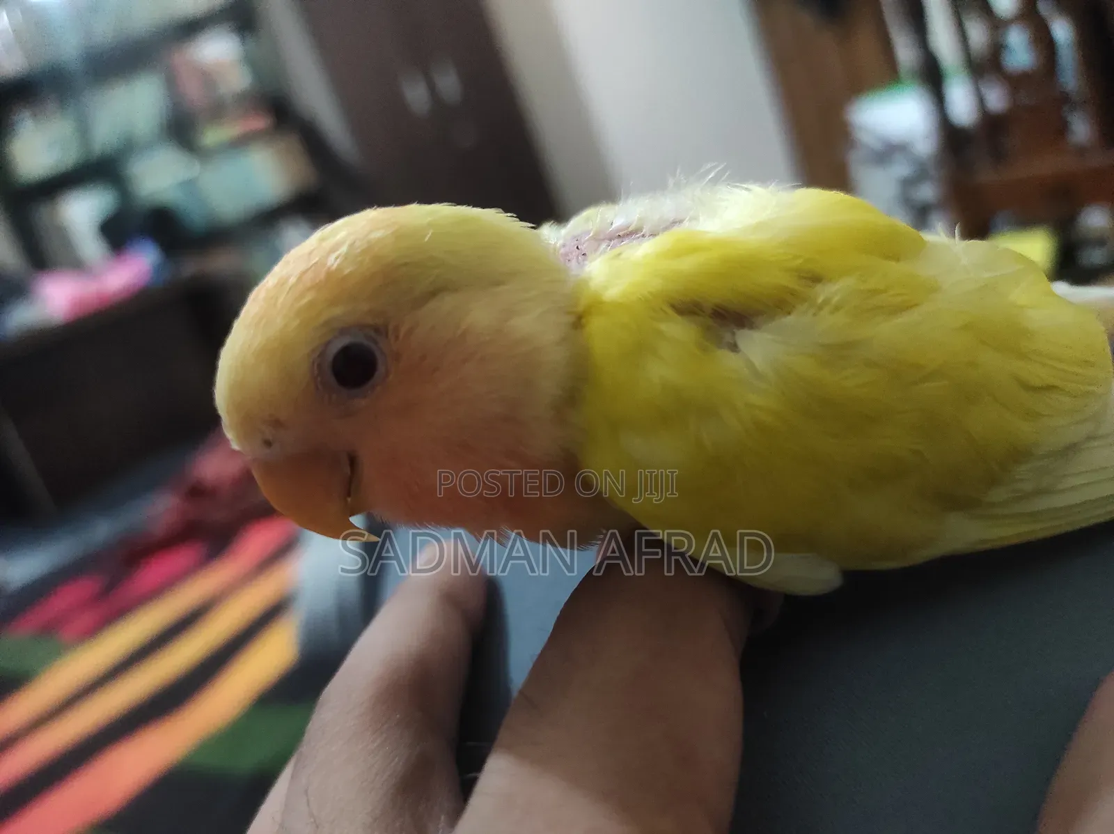 Lutino Red Head Lovebird