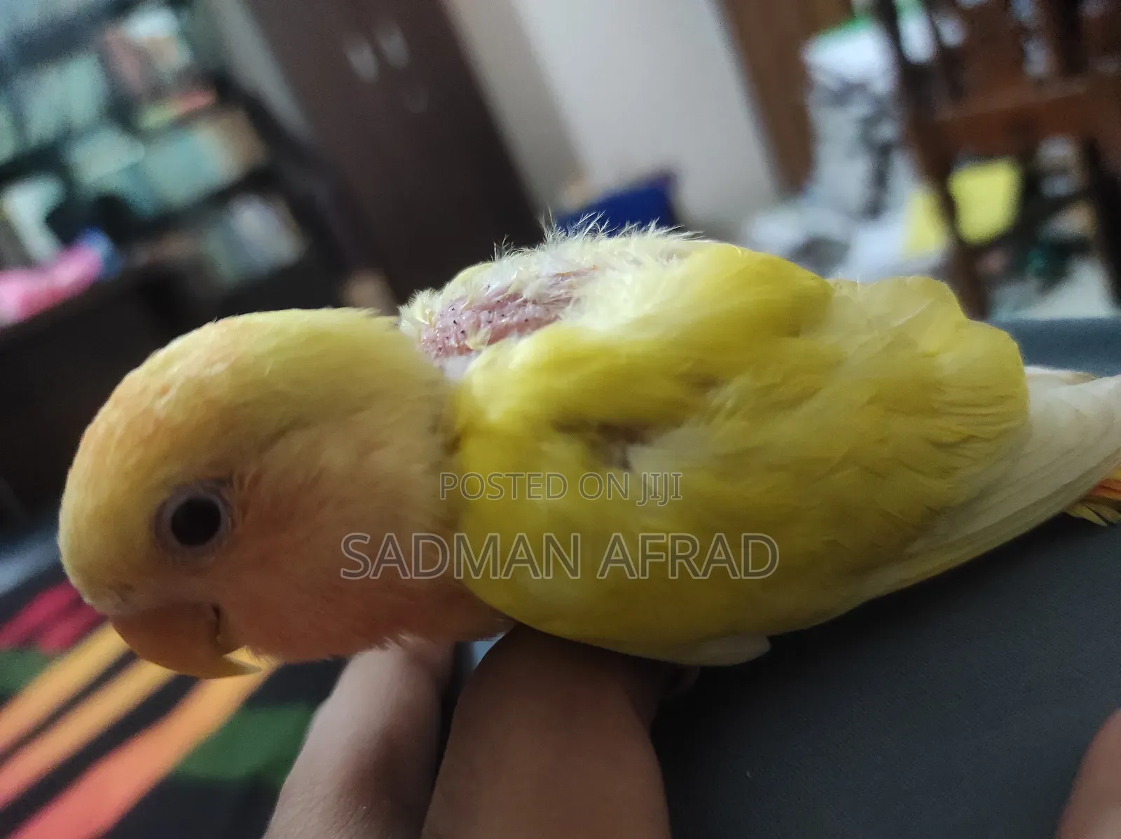 Lutino Red Head Lovebird