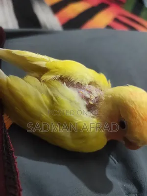 Lutino Red Head Lovebird