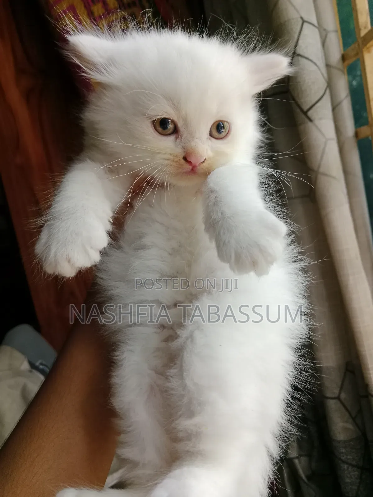 1-3 months Male Purebred Persian