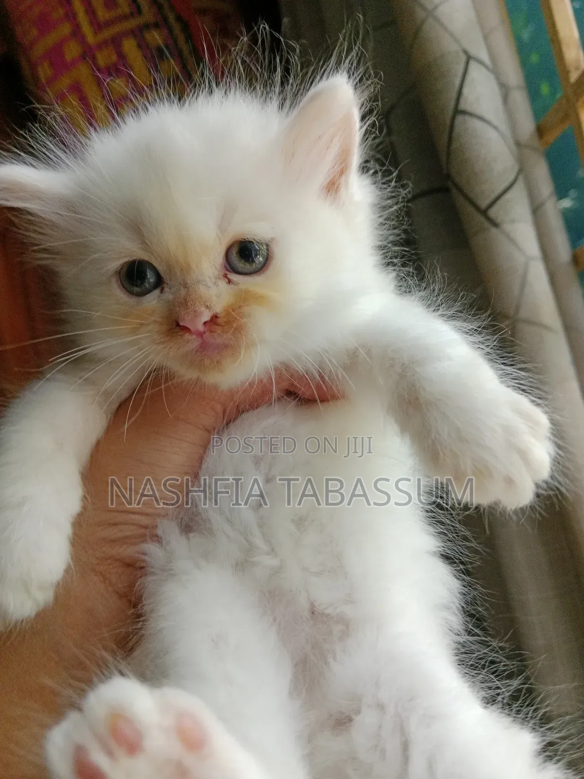 1-3 months Male Purebred Persian