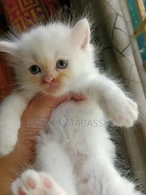 1-3 months Male Purebred Persian