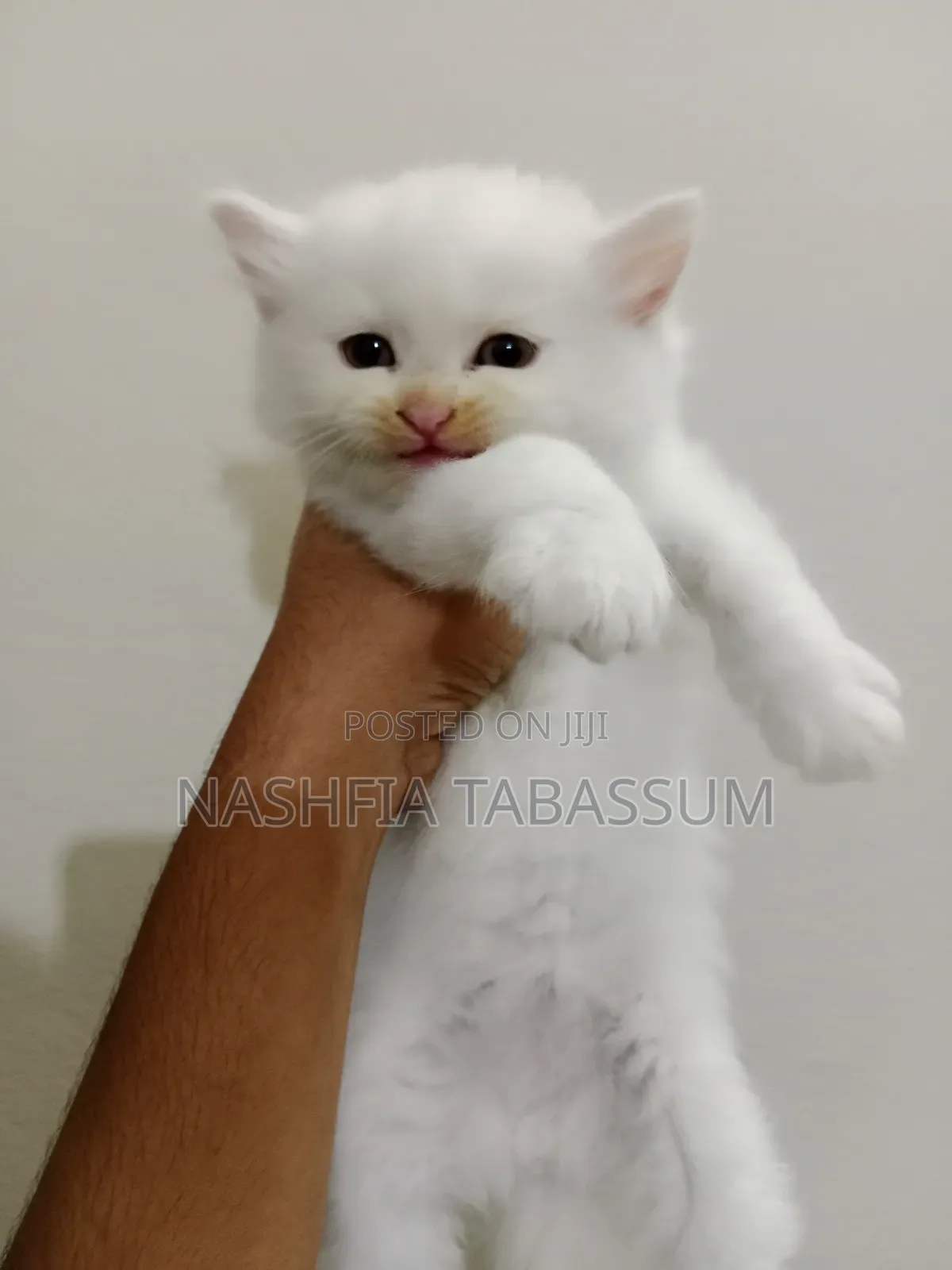 1-3 months Male Purebred Persian