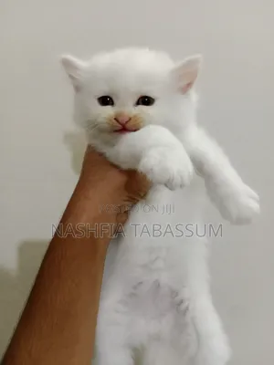 1-3 months Male Purebred Persian