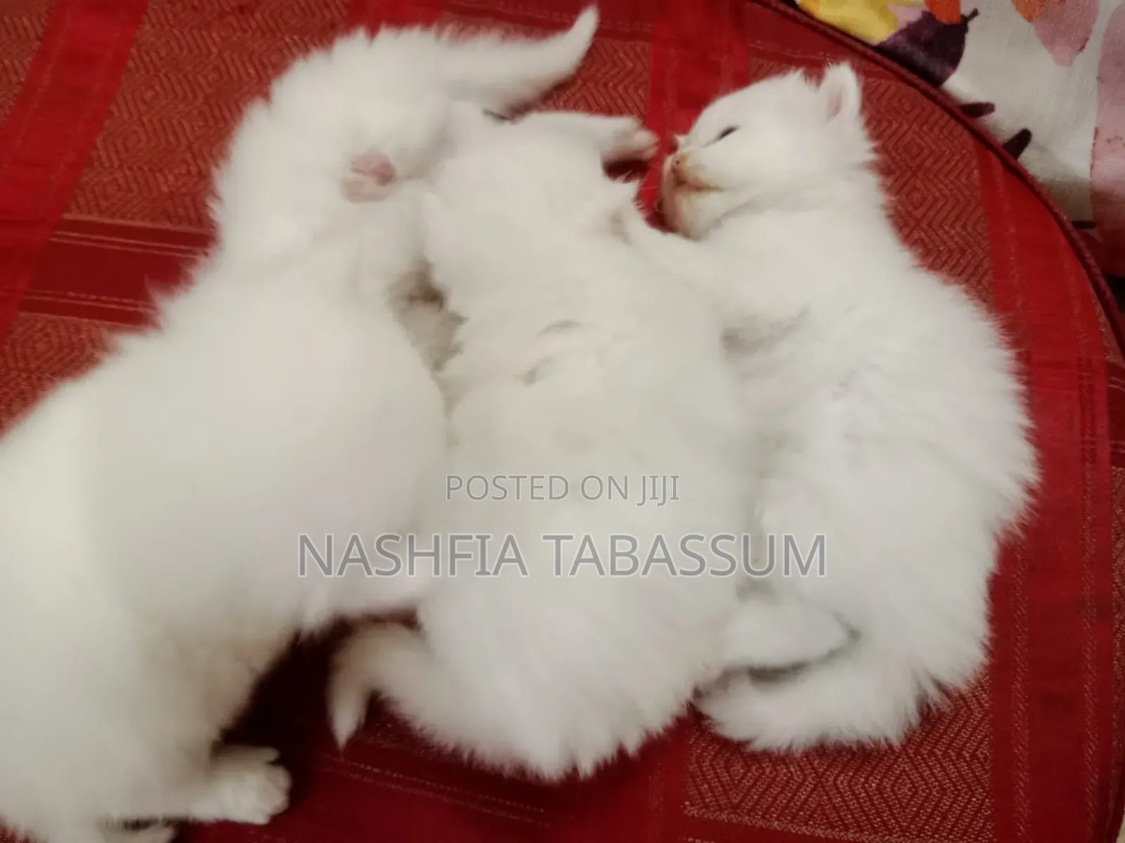 1-3 months Male Purebred Persian