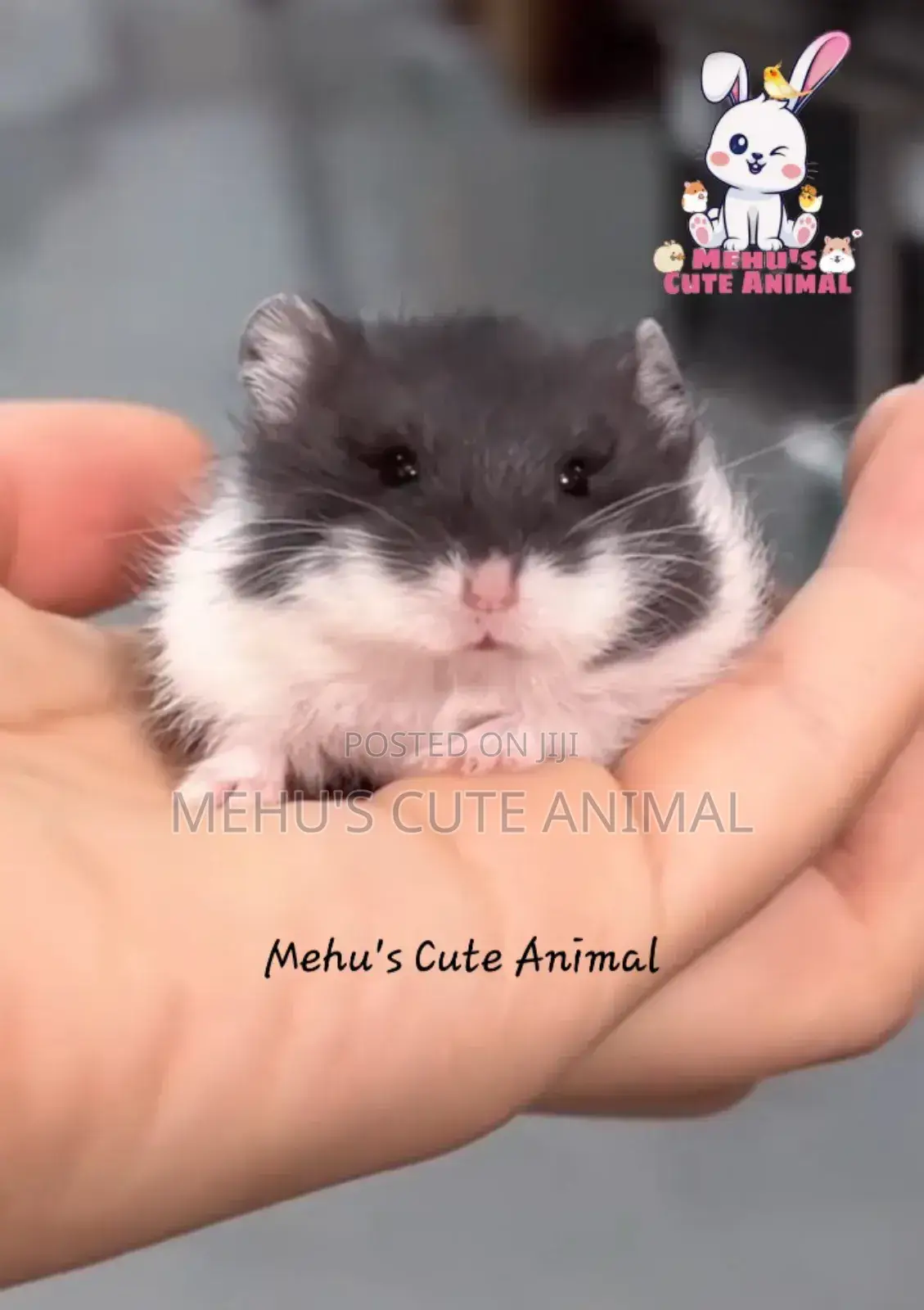 Deep Black Panda Mottled Dwarf