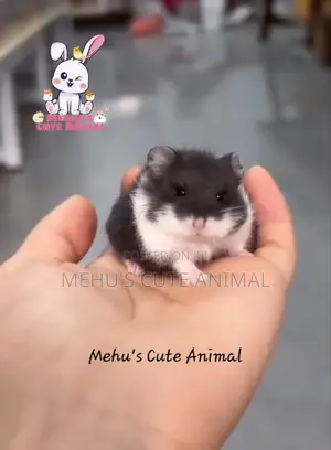 Deep Black Panda Mottled Dwarf