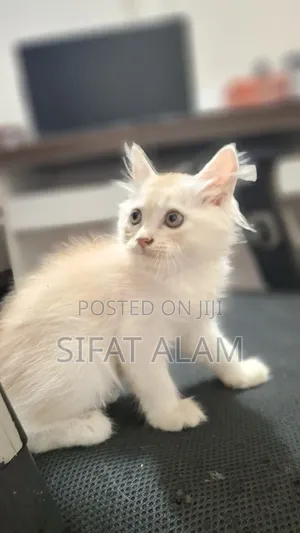 Photo - 1-3 months Male Purebred Persian