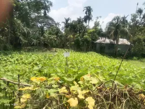 Photo - Buy Lend In Mymensingh Sodor