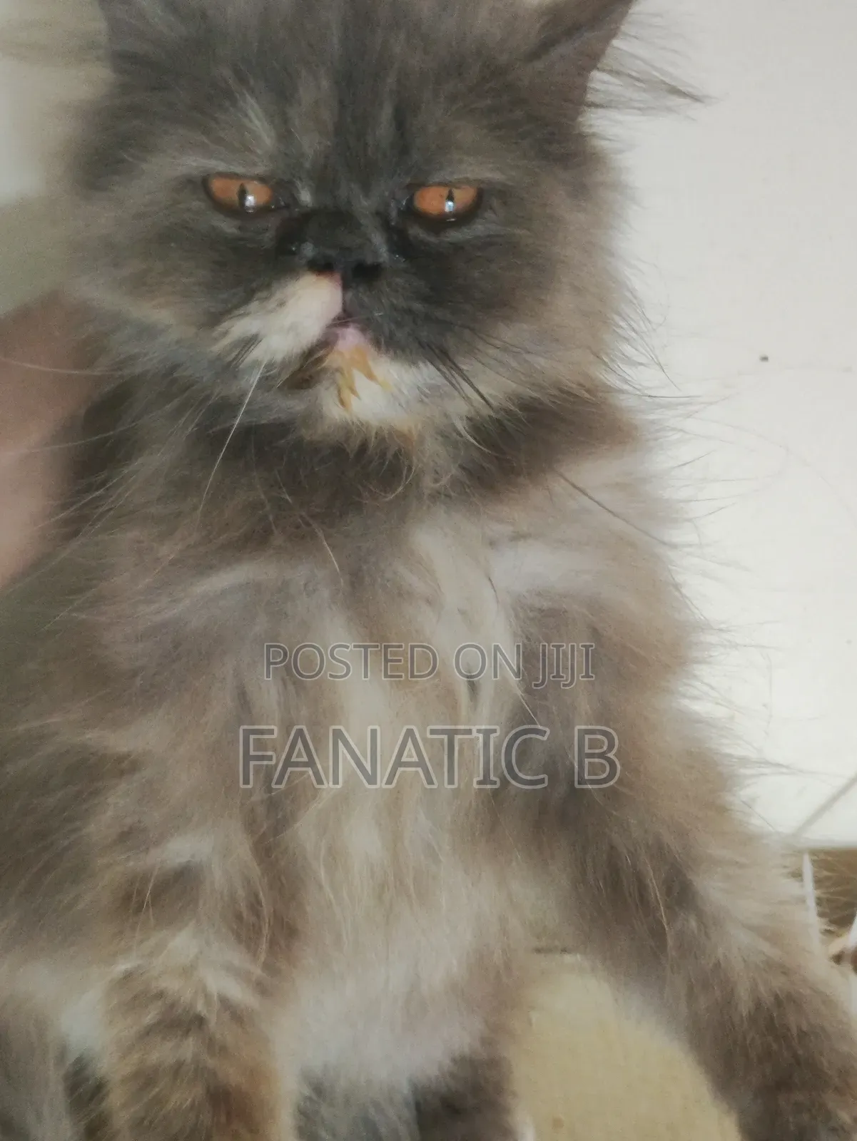 6-12 months Female Purebred Persian