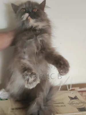 6-12 months Female Purebred Persian