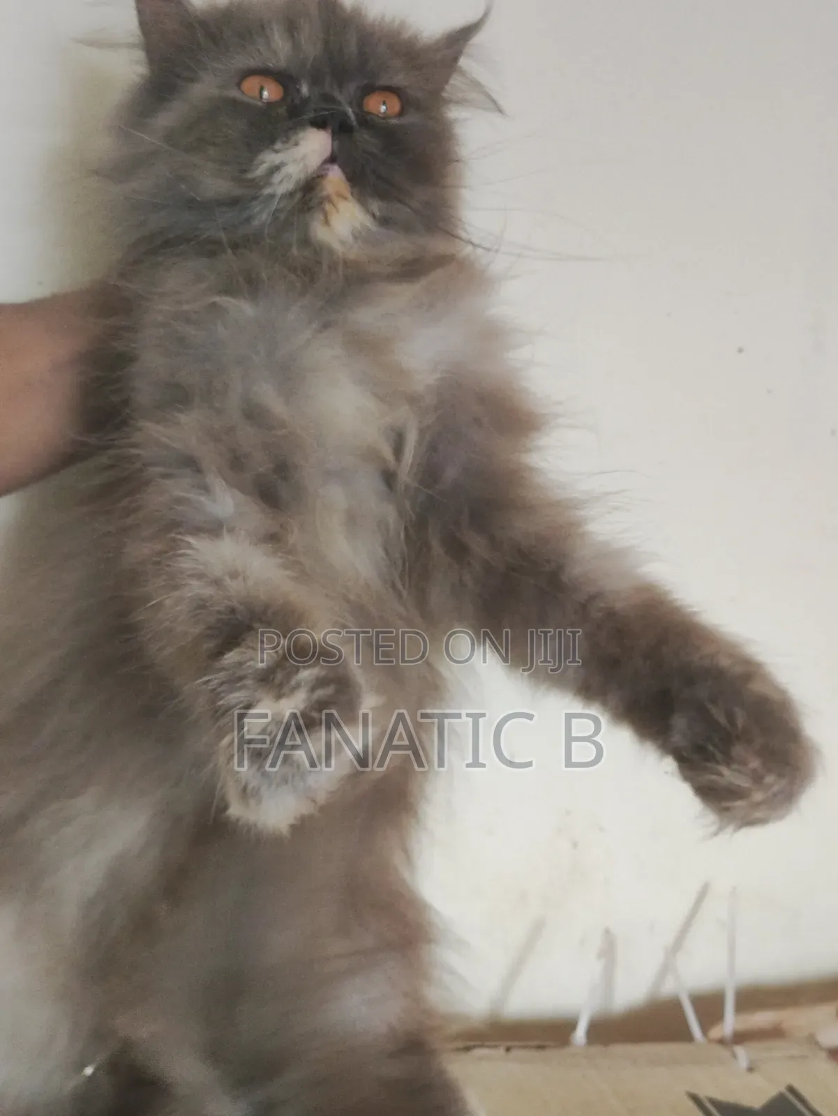 6-12 months Female Purebred Persian