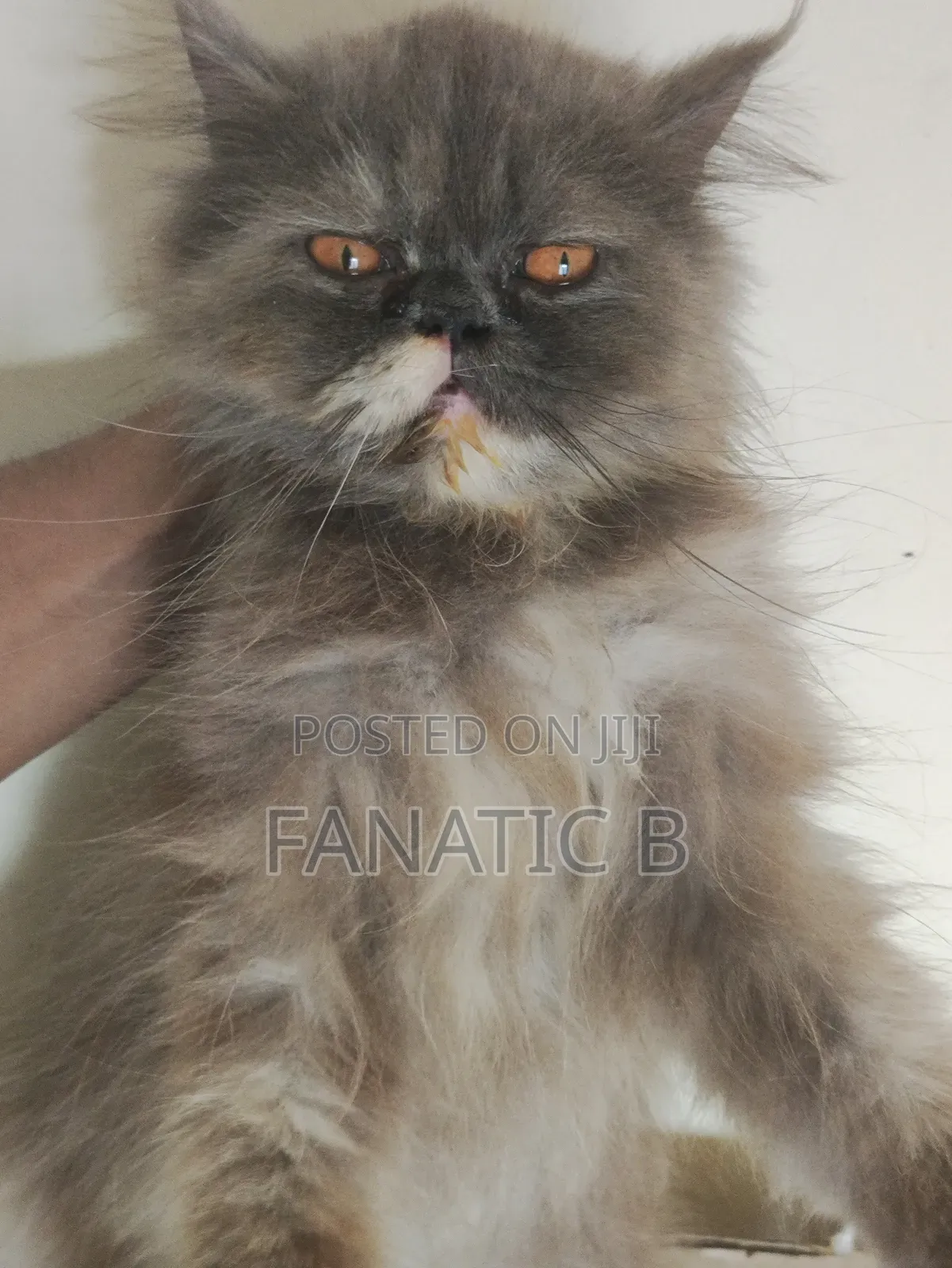 6-12 months Female Purebred Persian
