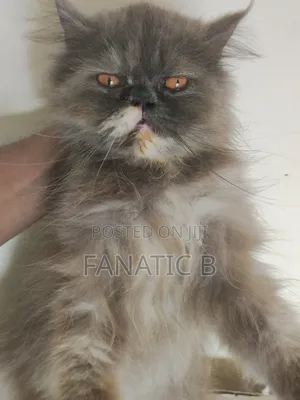 6-12 months Female Purebred Persian