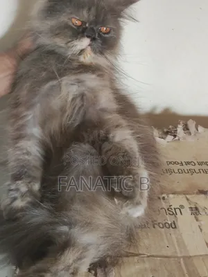 6-12 months Female Purebred Persian
