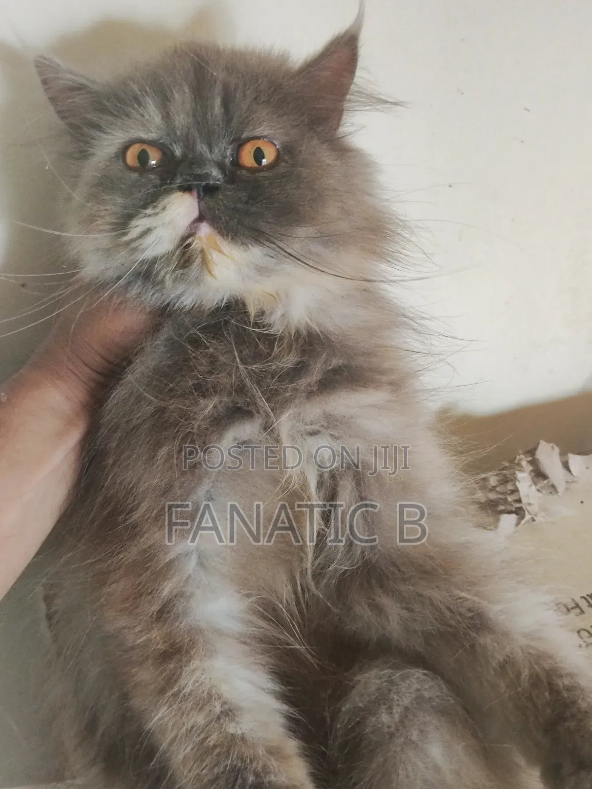 6-12 months Female Purebred Persian