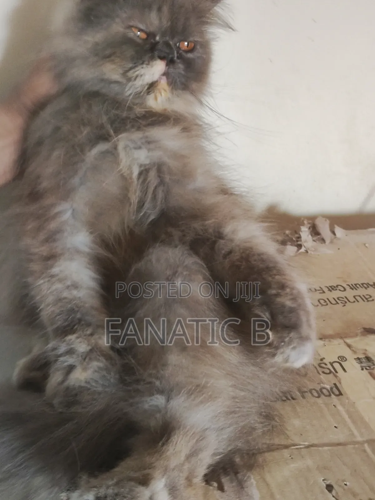 6-12 months Female Purebred Persian