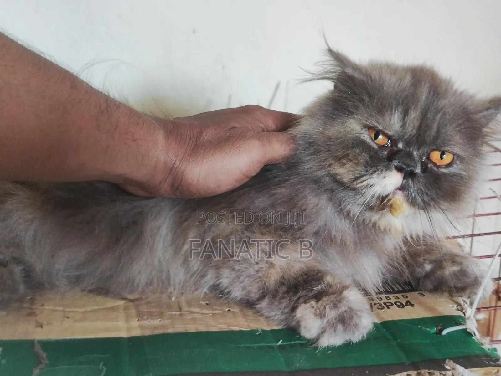 6-12 months Female Purebred Persian