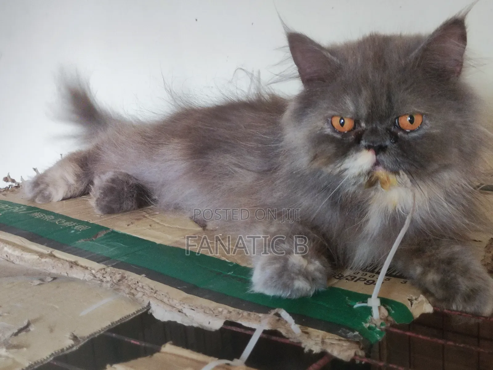 6-12 months Female Purebred Persian