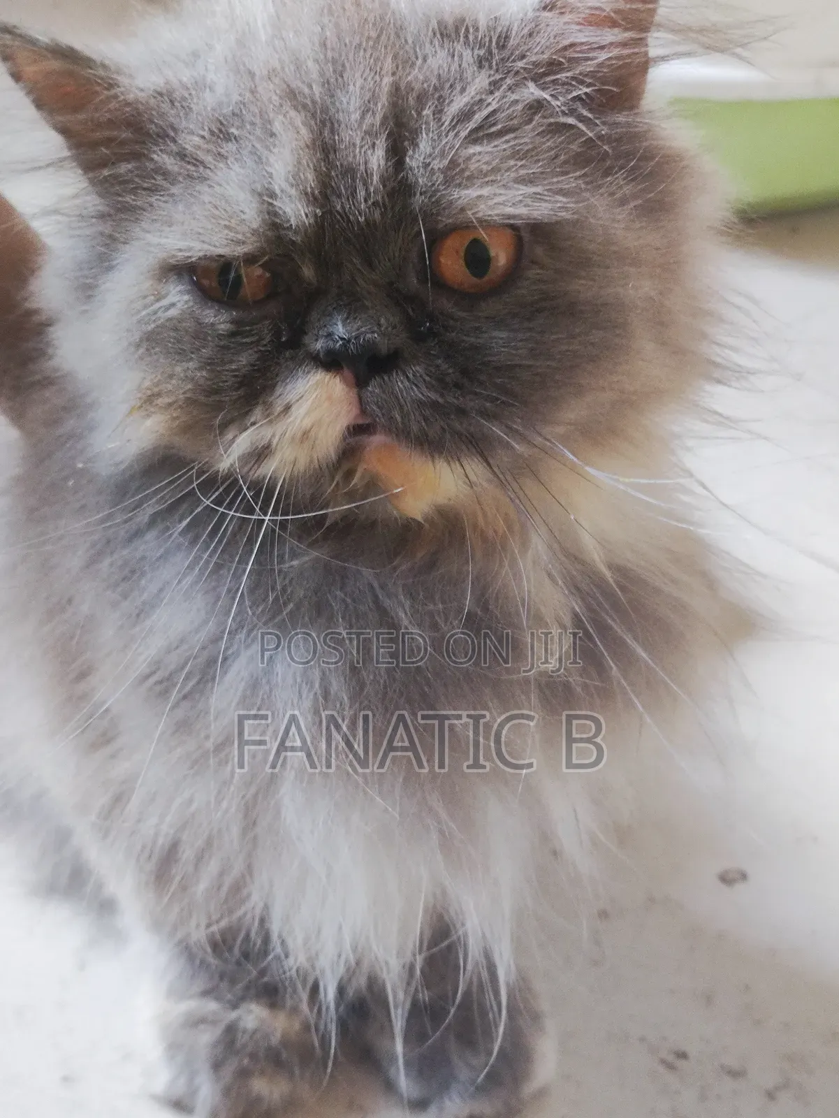 6-12 months Female Purebred Persian