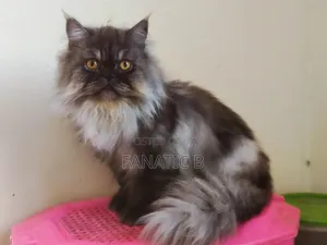 Photo - 6-12 months Male Purebred Persian