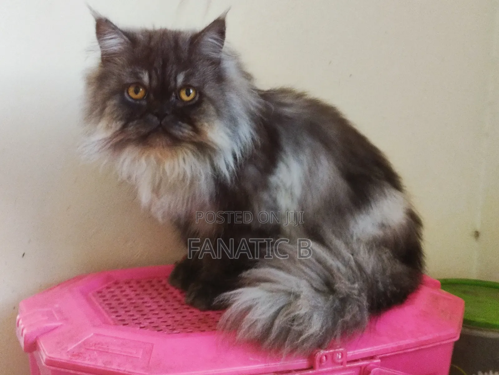 6-12 months Male Purebred Persian