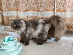 6-12 months Male Purebred Persian