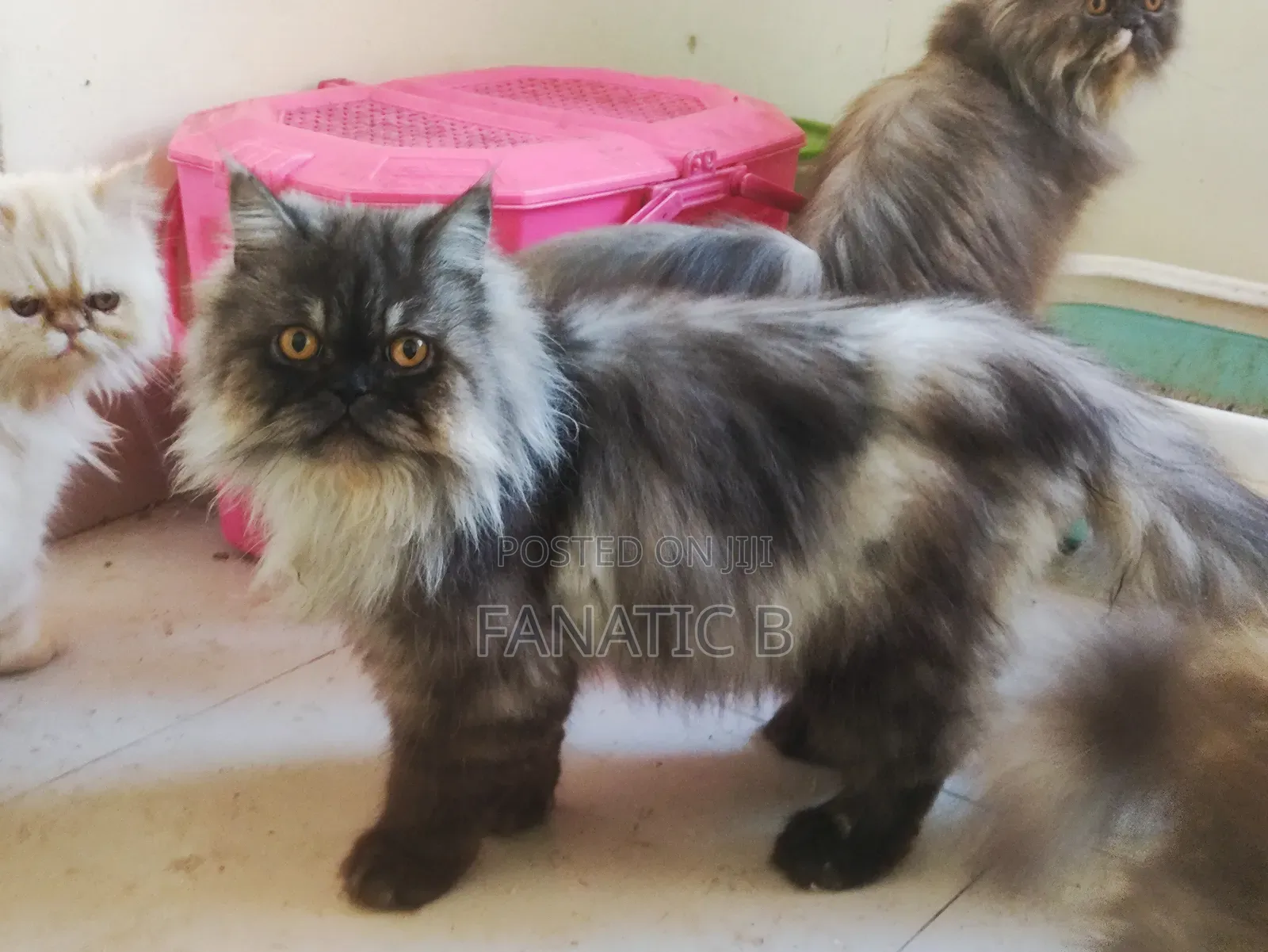 6-12 months Male Purebred Persian