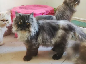 6-12 months Male Purebred Persian