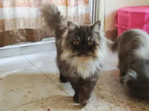 6-12 months Male Purebred Persian