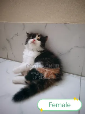 Photo - 1-3 months Female Purebred Persian