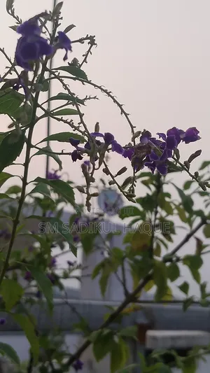 3bdrm Apartment in Shotodol Real Estate, Mogbazar for sale