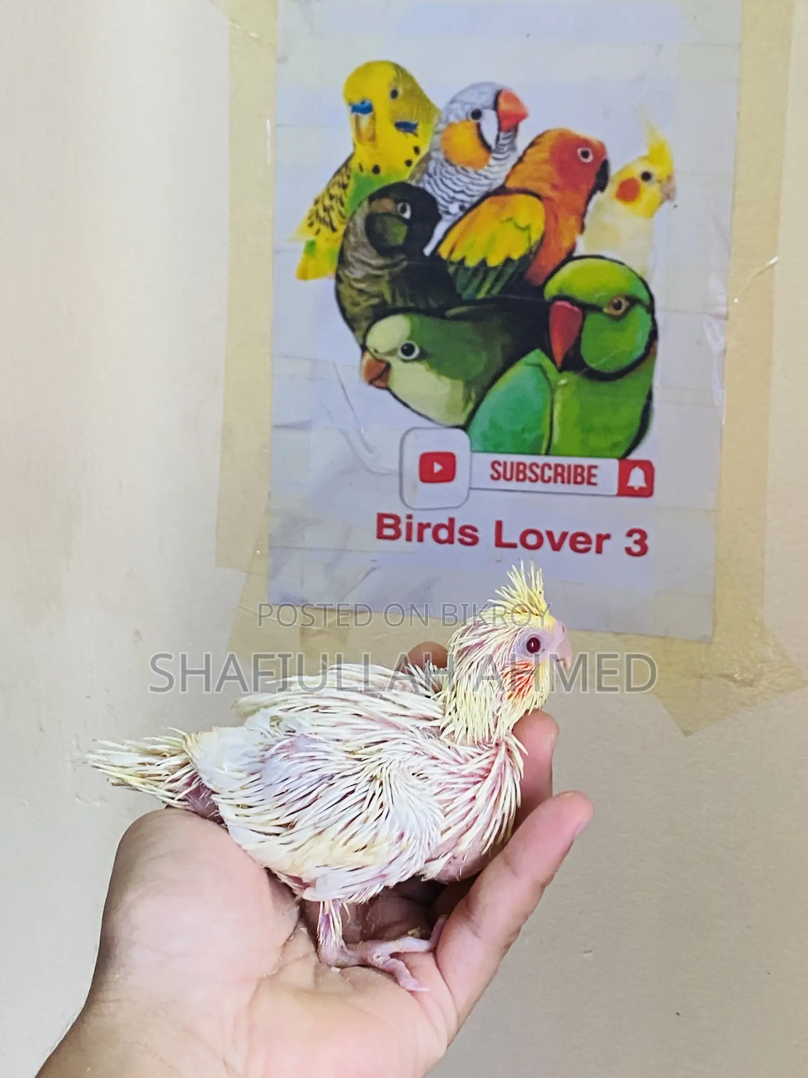 Lutino Cockatiel