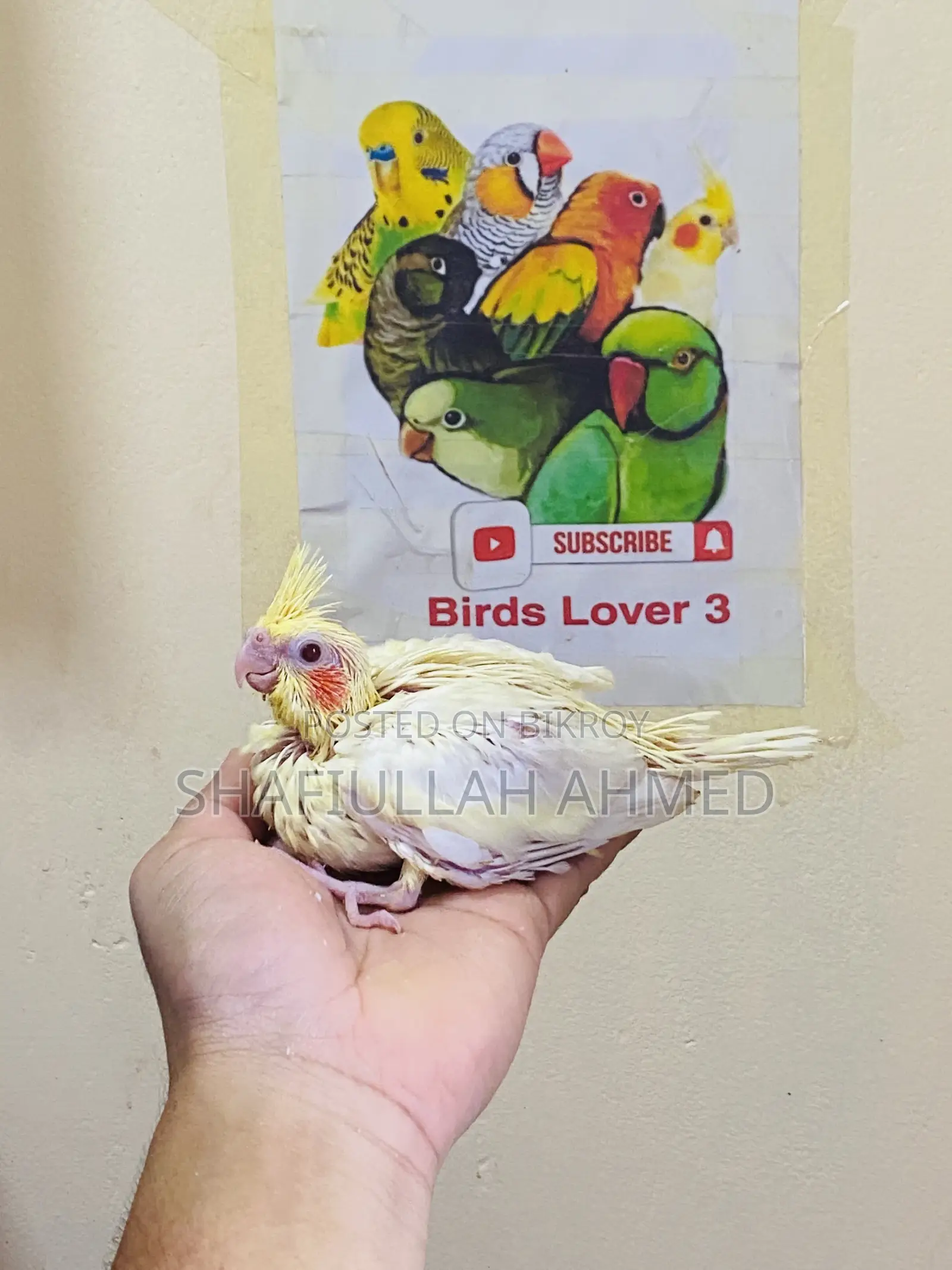 Lutino Cockatiel