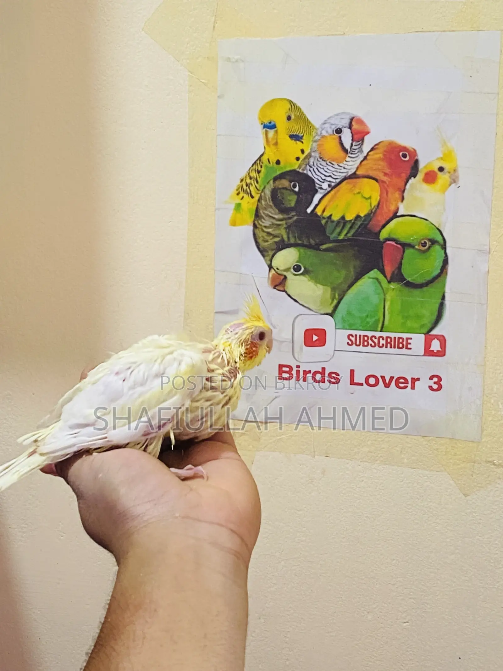 Lutino Cockatiel