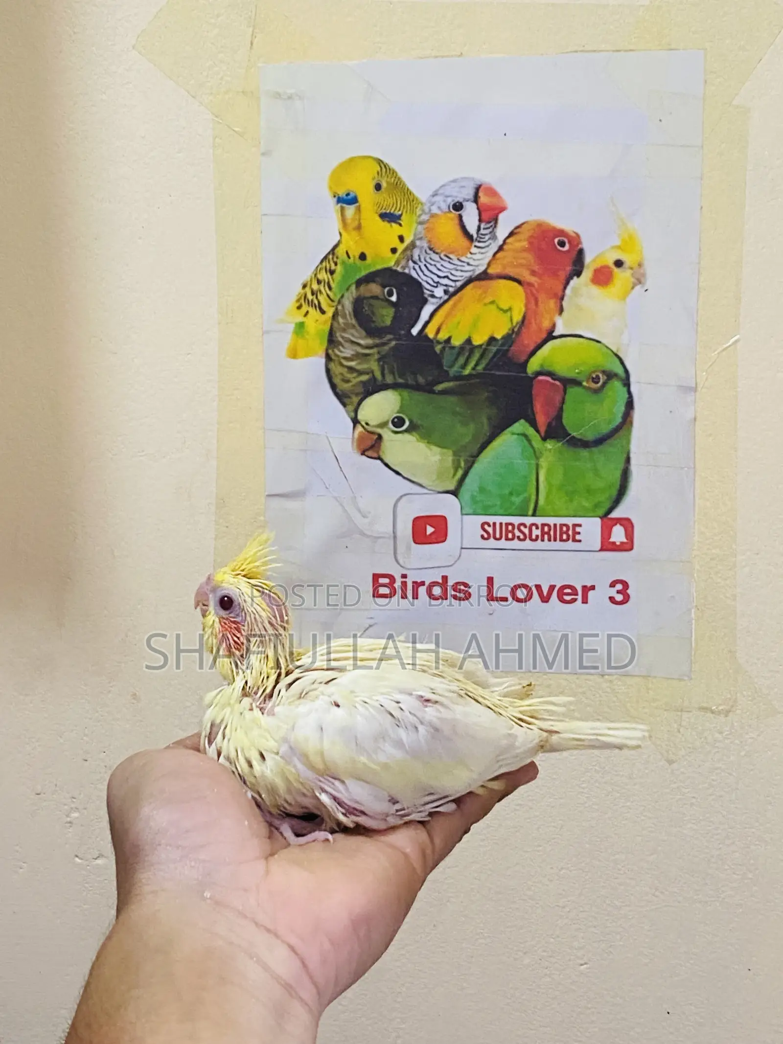 Lutino Cockatiel