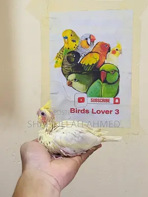 Lutono Cockatiel