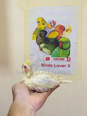 Lutino Cockatiel