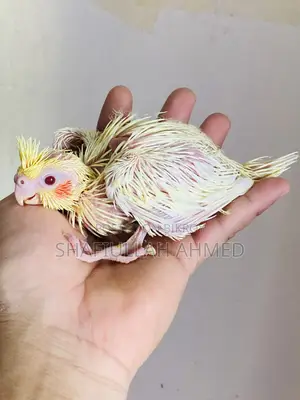 Lutino Cockatiel