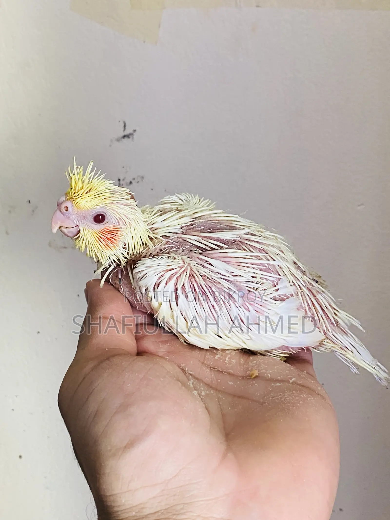 Lutino Cockatiel