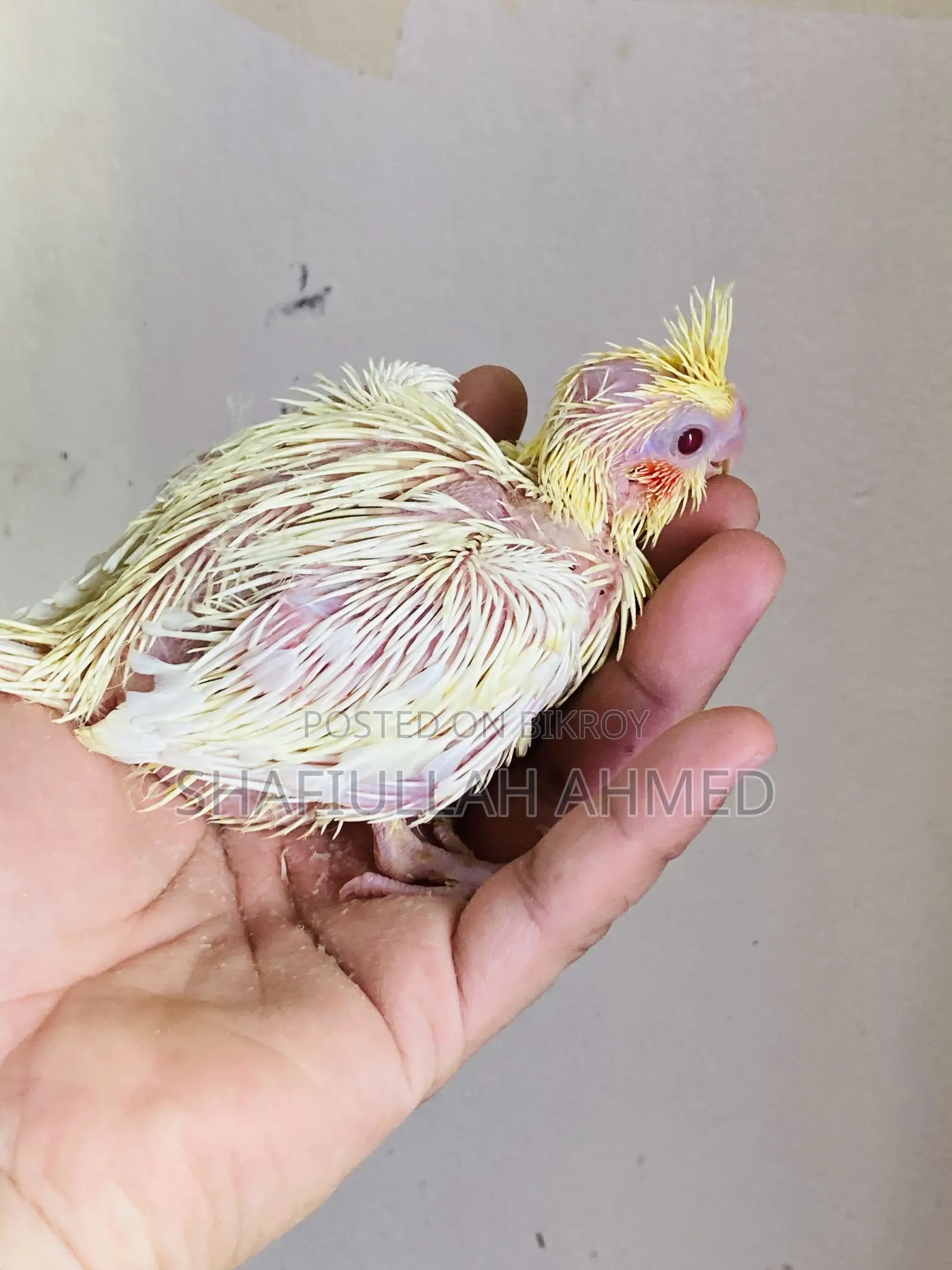 Lutino Cockatiel