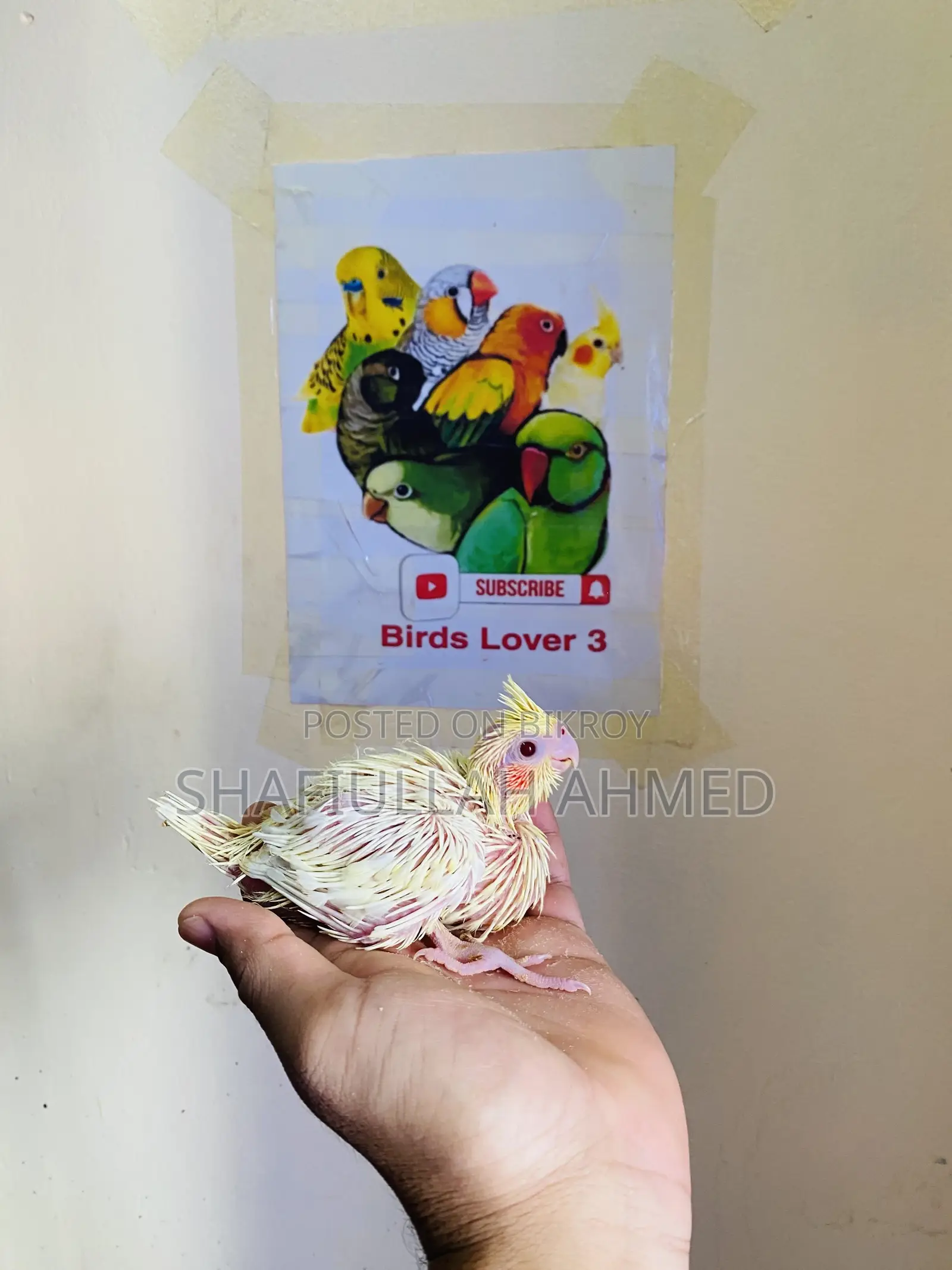 Lutino Cockatiel