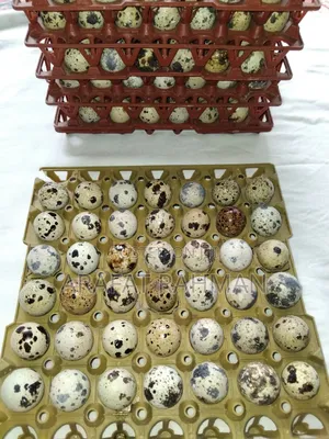 Photo - Organic Koyel Egg