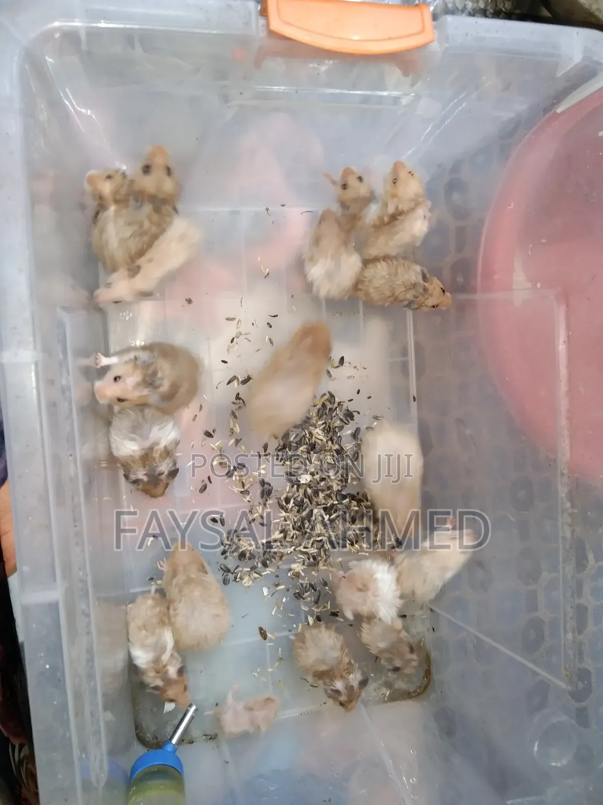 সিরিয়ান হ্যামস্টার। Syrian Hamster. বিলাতি ইঁদুর