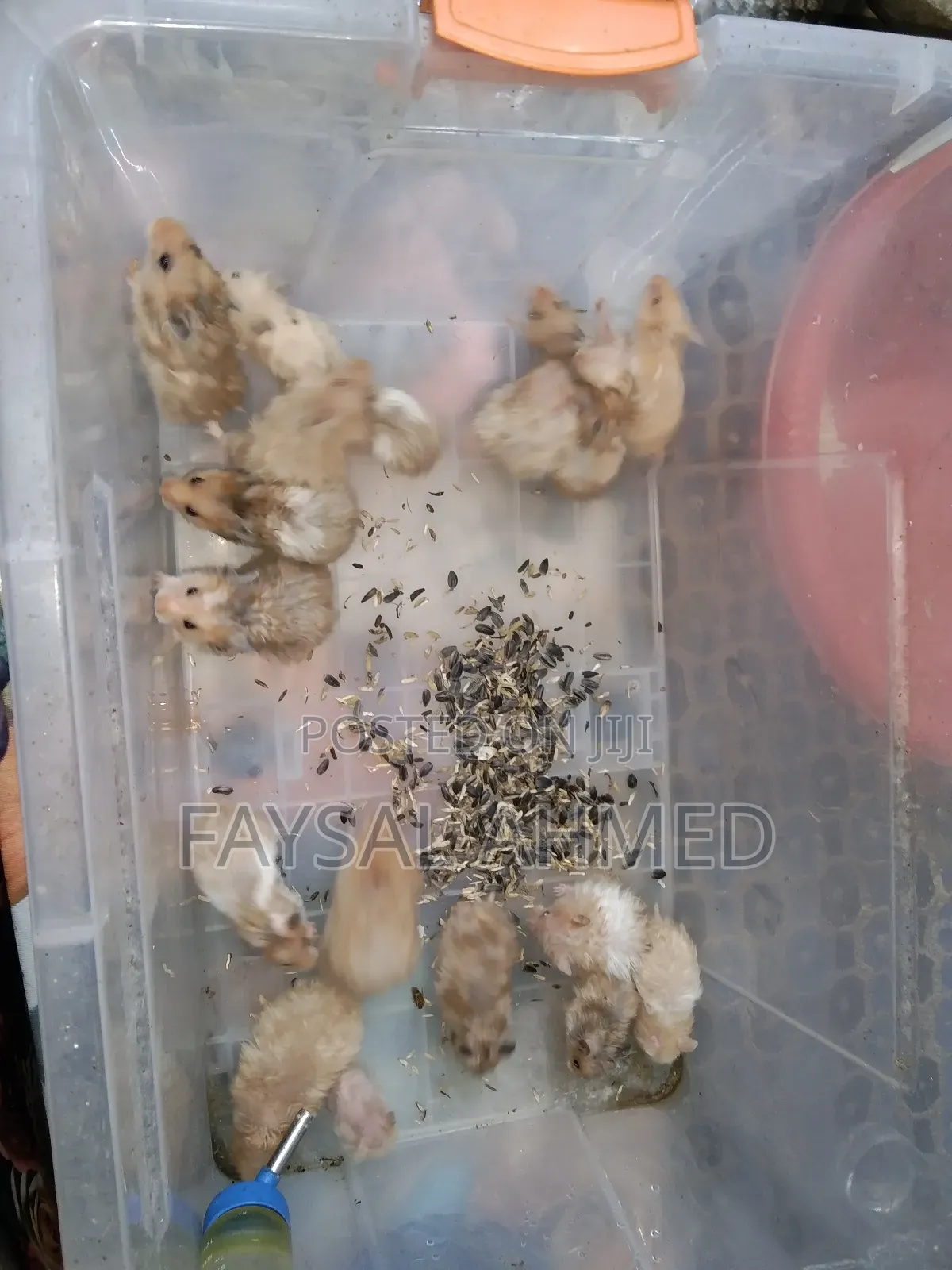 সিরিয়ান হ্যামস্টার। Syrian Hamster. বিলাতি ইঁদুর