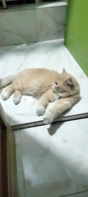 Photo - 1+ year Male Purebred Persian