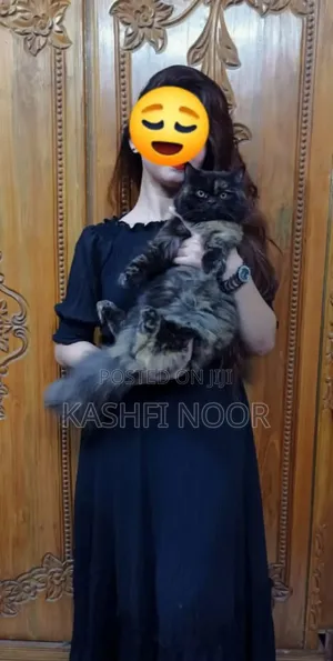 1+ year Female Purebred Persian